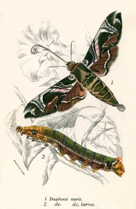 Mariposas de English School
