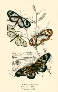 Mariposas de English School
