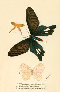 Mariposas de English School