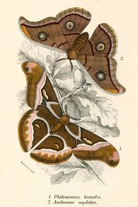 Mariposas de English School