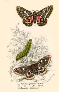 Mariposas de English School