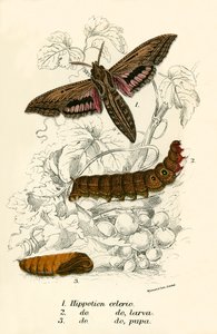Mariposas de English School
