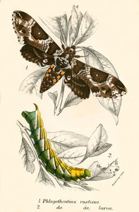 Mariposas de English School