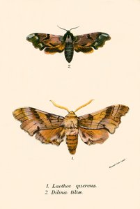 Mariposas de English School