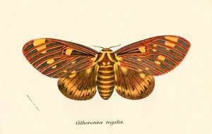 Mariposas de English School