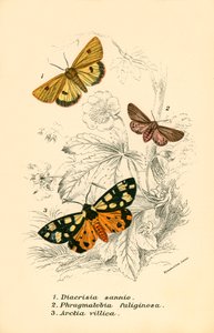 Mariposas de English School