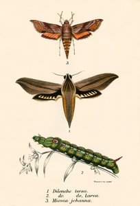 Mariposas de English School