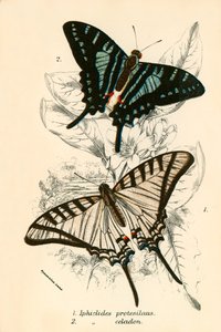 Mariposas de English School