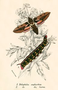Mariposas de English School