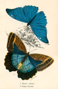 Mariposas de English School