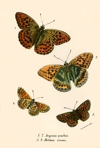 Mariposas de English School