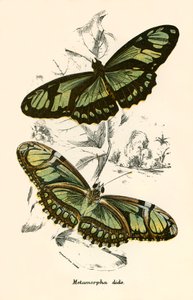 Mariposas de English School