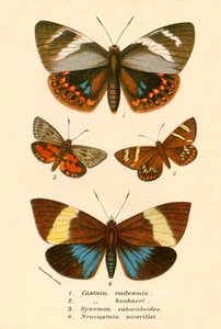 Mariposas de English School