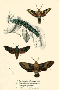 Mariposas de English School