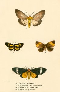 Mariposas de English School