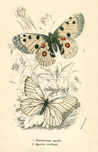 Mariposas de English School