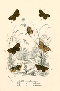 Mariposas