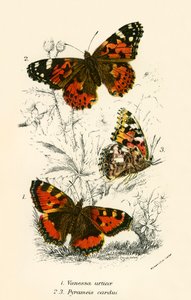 Mariposas de English School