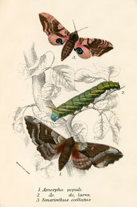 Mariposas de English School