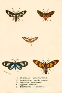 Mariposas de English School