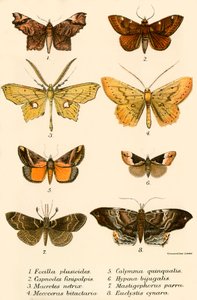 Mariposas