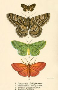 Mariposas de English School