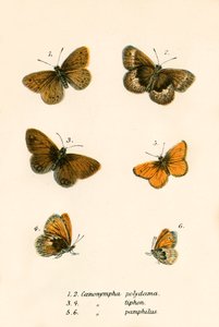 Mariposas de English School