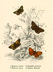 Mariposas de English School