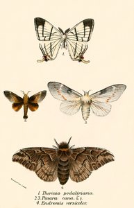 Mariposas de English School