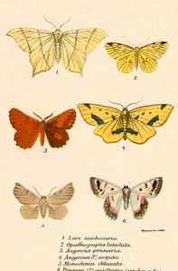 Mariposas de English School