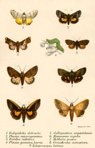 Mariposas de English School