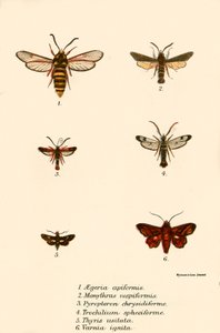 Mariposas