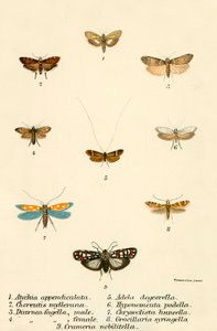 Mariposas de English School