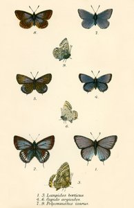 Mariposas