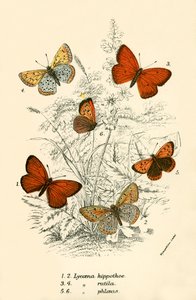 Mariposas de English School