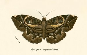 Mariposas de English School