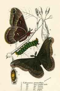 Mariposas de English School