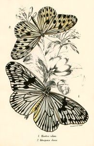 Mariposas de English School