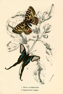 Mariposas de English School