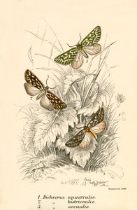 Mariposas de English School