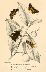 Mariposas de English School