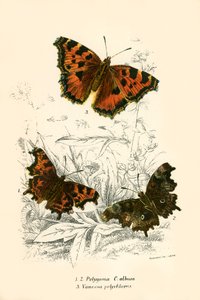 Mariposas de English School