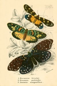 Mariposas de English School