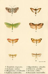 Mariposas de English School