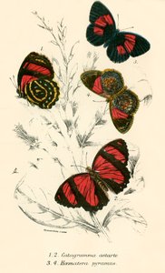 Mariposas de English School