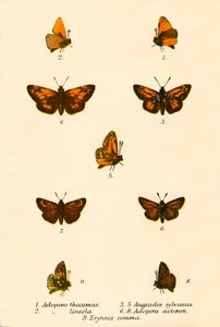 Mariposas