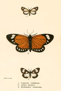 Mariposas de English School