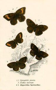 Mariposas de English School