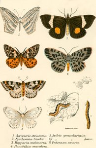 Mariposas de English School