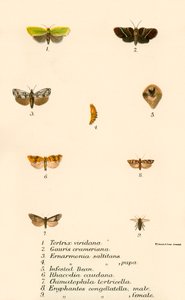 Mariposas